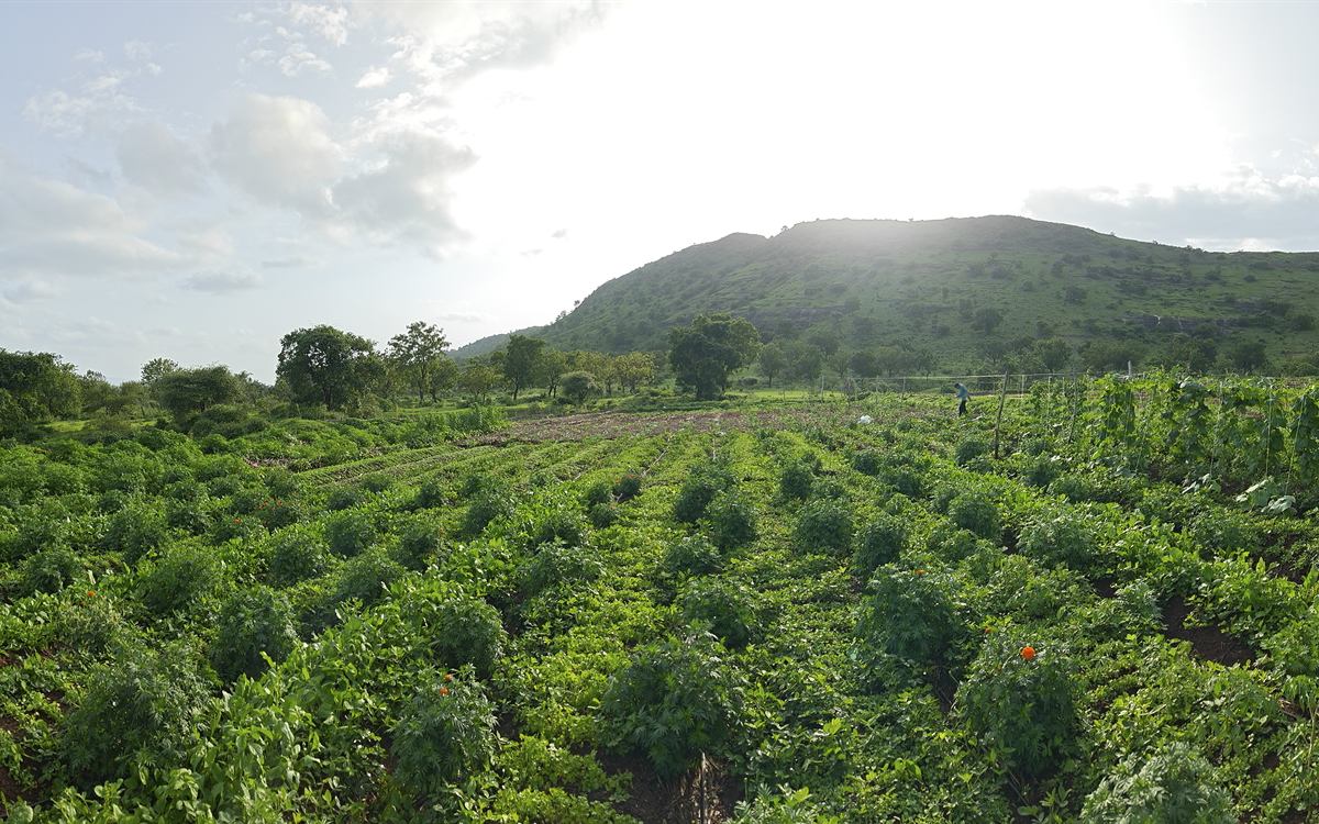 Golden-hour view over the six acres under natural farming today — crops, marigolds and the hill beyond