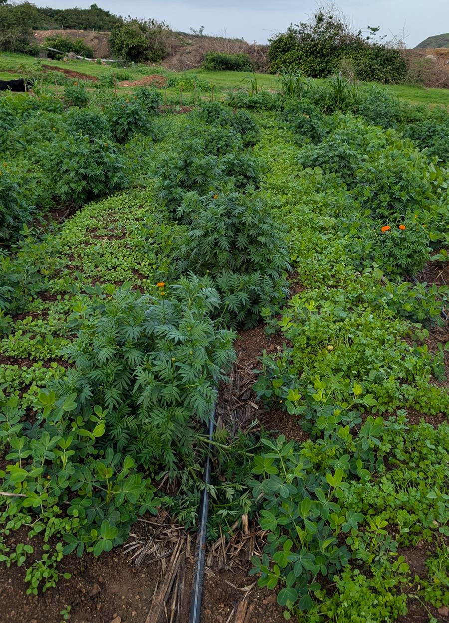 Marigolds intercropped with vegetables and groundnut at the Sattvaved natural farm near Pune — no chemicals, drip irrigated