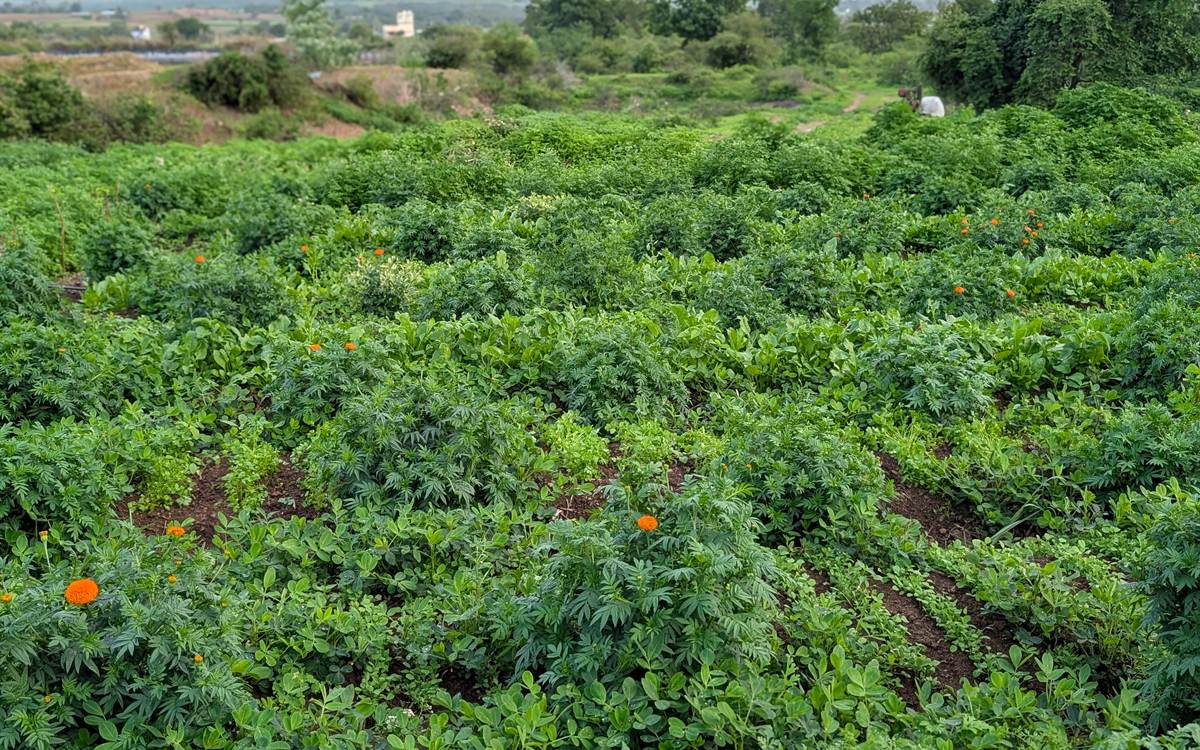 Naturally grown grains and pulses