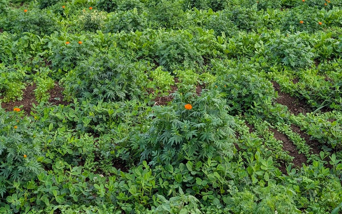 Companion crops growing with zendu on the farm — real photo