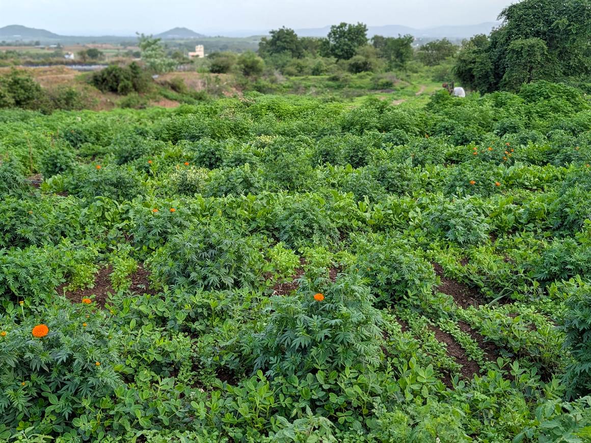The Sattvaved natural farm near Pune — beds of crops with marigolds, trees and hills beyond over fresh grains